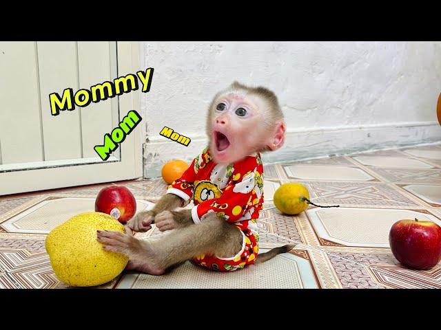 Baby monkey Tina found her mother's fruit falling and kept calling her mother. So cute!