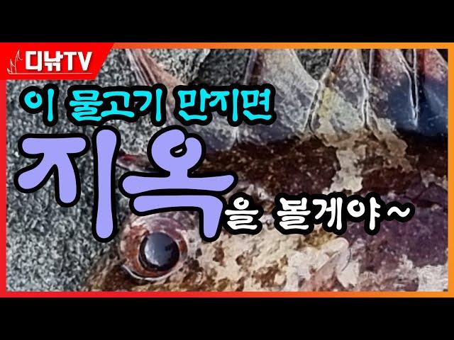 이 물고기 절대 만지지 마세요! 지옥을 보게 됩니다 [디낚TV]