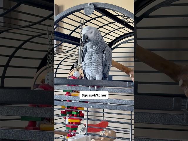 If you don’t laugh like George McFly, are you even a real Squawk’tcher? #funnyparrot #talkingparrot