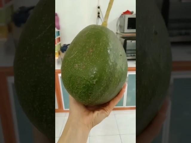 #avocado #big #jumbo #nature #shorts #love #youtube#apokat#raksasa love nature