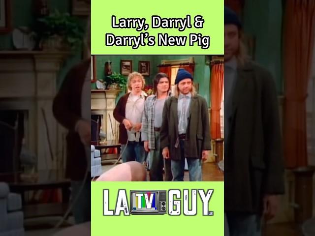 Larry, Darryl & Darryl's New Pig: Stephanie! #funny #classictv #comedy