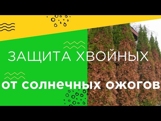 Защита хвойных от солнечных ожогов (часть 1)