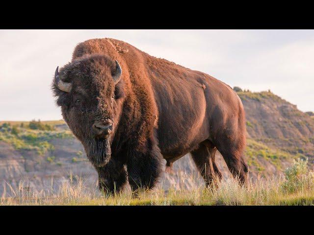 Discover Theodore Roosevelt National Park