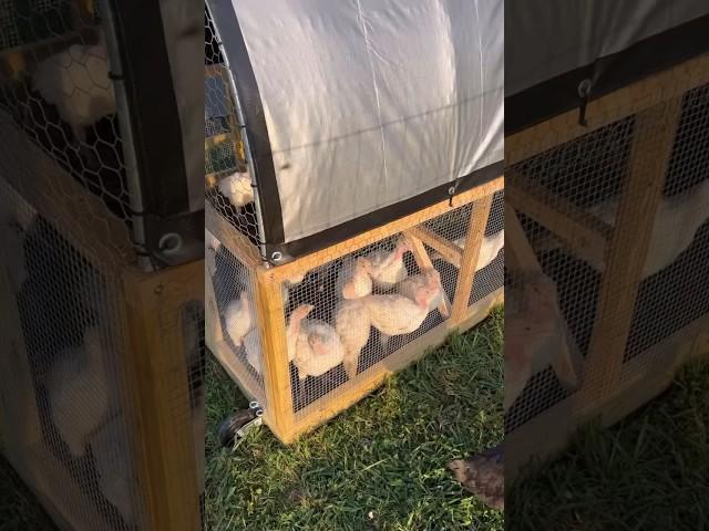 The Turkeys Have Graduated!