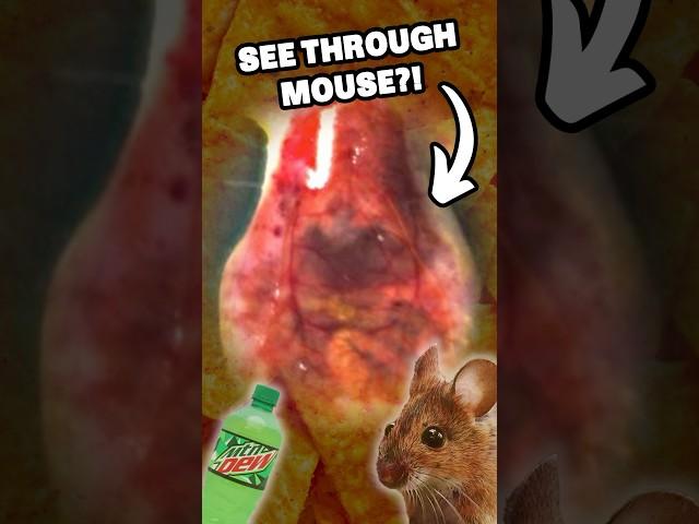 Doritos Dye Makes Mice TRANSPARENT?!