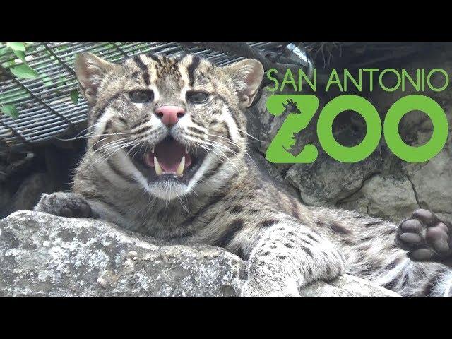 San Antonio Zoo Tour & Review with The Legend