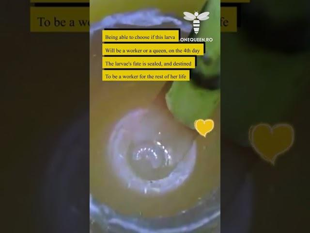 Worker Bee Life Cycle: Day 4  - The larvae is now destined To be a worker #onequeen 