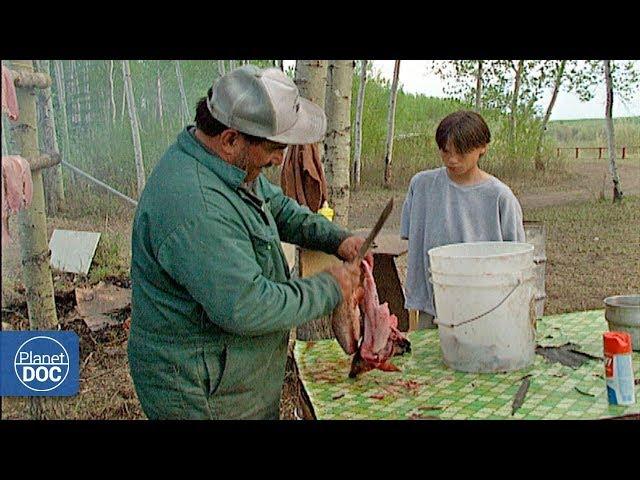 Wild buffalo in Wood Buffalo National Park - Part 2: Native Indians