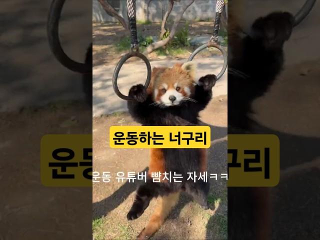 헬스  너구리 #animals #cute