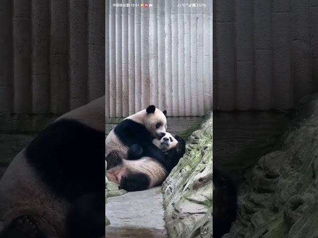 奇宝:姐姐真甜#大熊猫奇珍奇宝