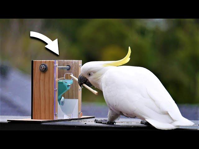 Can WILD Cockatoos use TOOLS?