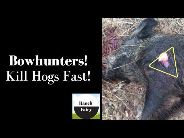 Best Hog Shot Placement Video on You Tube  I Ranch Fairy "ReviewHunt" Bow or Gun