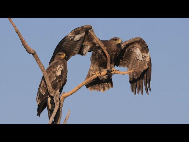 Steppe Eagles in India