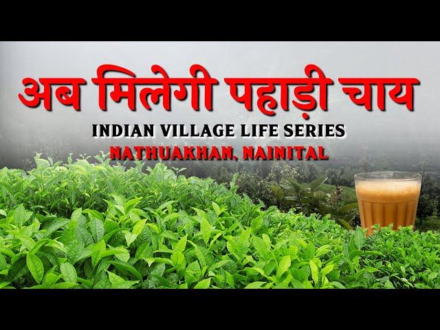 Indian village life | Tea Farming In Nathuakhan Nainital | Uttarakhand Village  Life | CheckInNews