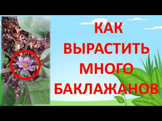 КАК УВЕЛИЧИТЬ УРОЖАЙ БАКЛАЖАНОВ В 2 РАЗА! Как выращивать баклажаны. Выращивание баклажанов.