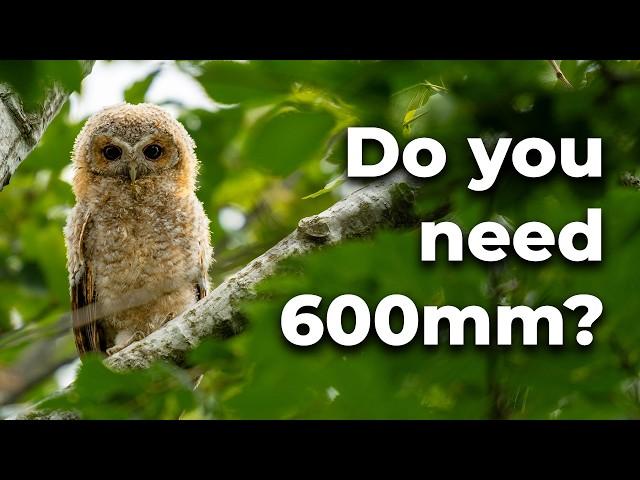 What Is The Best Focal Length For Wildlife Photography?