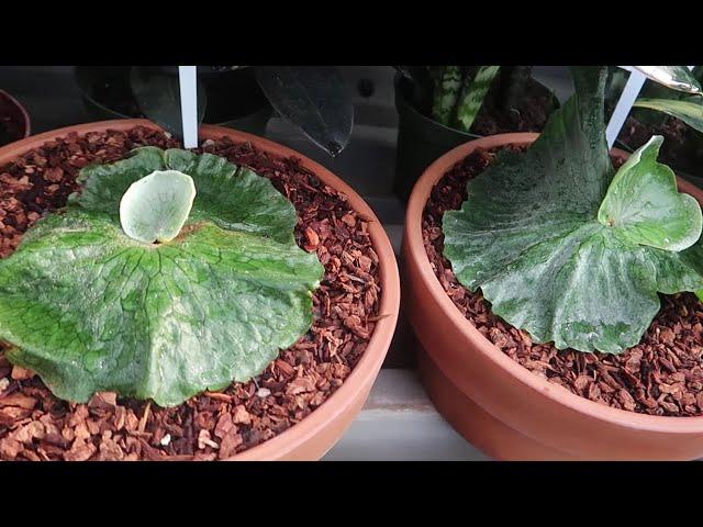 Random Nursery Plant Tour | Looking Only!