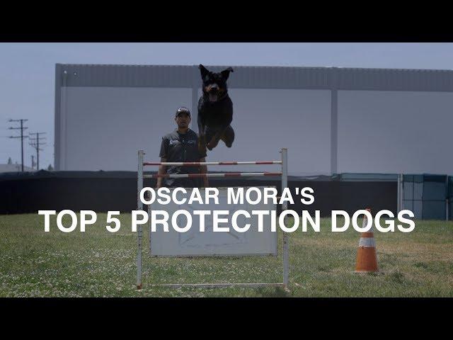 TOP 5 PROTECTION DOG BREEDS: OSCAR MORA