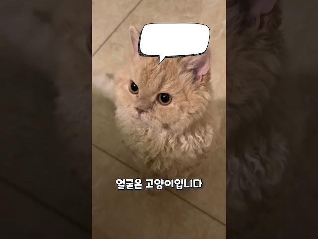 푸들과 고양이 믹스?!?! 곱슬곱슬 고양이