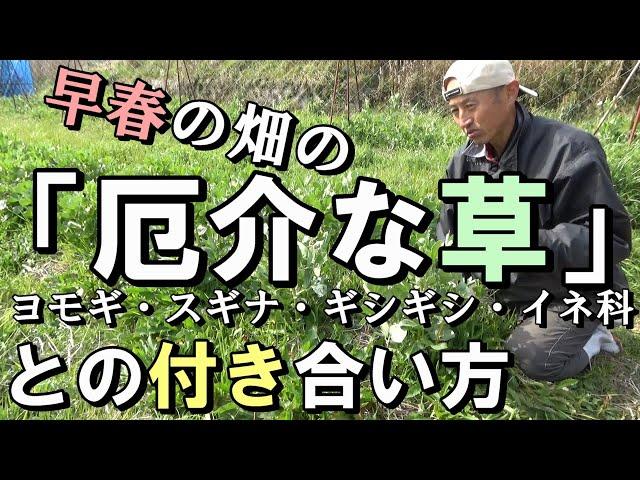 [自然農] 「厄介な草」(ヨモギ・スギナ・ギシギシ・イネ科）と言われている草との付き合い方　2021年2月27日 [natural farming]