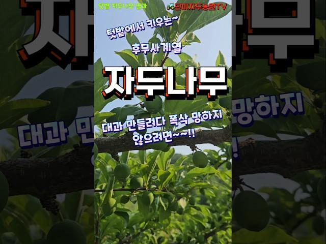 텃밭 자두나무 - 거리적과 잘못하면 생기는 일 (후무사계열) #자두 #자두나무 #후무사 #왕자두