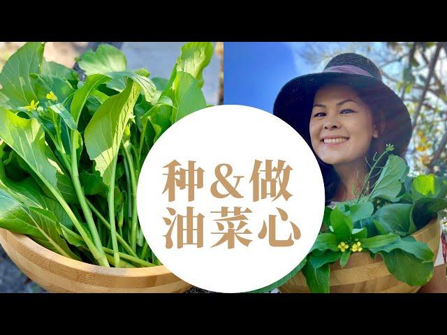 油菜心/广东菜心/怎样种植油菜心/怎样做油菜心/油菜心配米粉火鸡花生番茄鸡蛋/蒜蓉蚝油菜心【My Favorite Chinese Greens "You Cai Xin"】