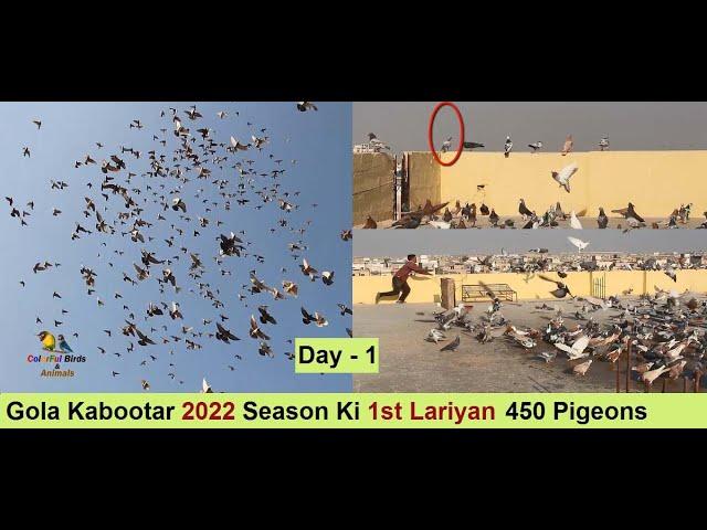 Gola Kabootar 2022 Season Ki 1st Lariyan 450 Pigeons - Gola Pigeons LOFT in Pakistan - Day - 1