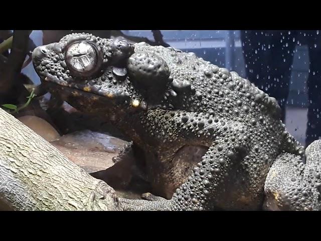 Giant Borneo River Toad closeup! AMAZING SPECIES!