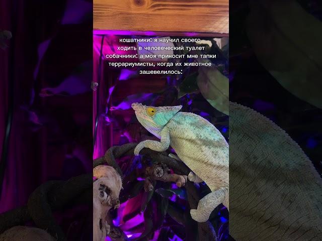 оОоОоО…. А у вас так же? #животные #terrarium #рептилии #ящерицы