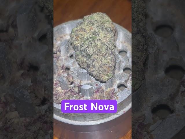 Strain: Frost Nova #love #winter #reggae