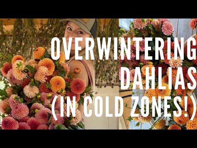 Overwintering dahlias in cold zones!