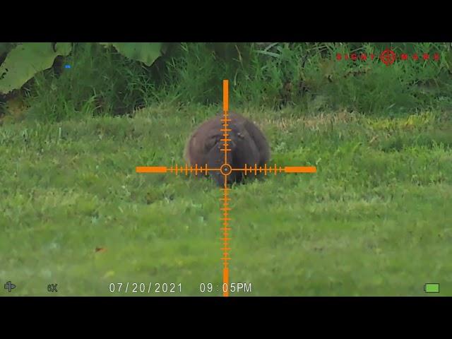 Ground Hog Hunting 22