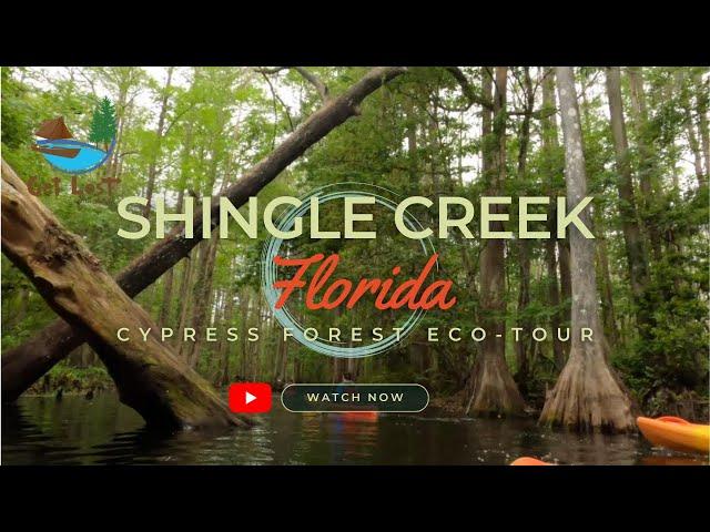 Florida's Hidden Gem! Kayaking Through Shingle Creek's Cypress Forest.