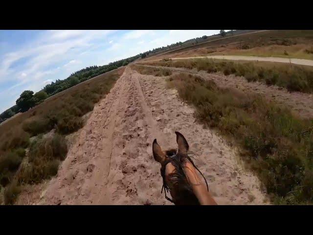 Buitenrit Veluwe heidegebied [GoPro 8 Black]