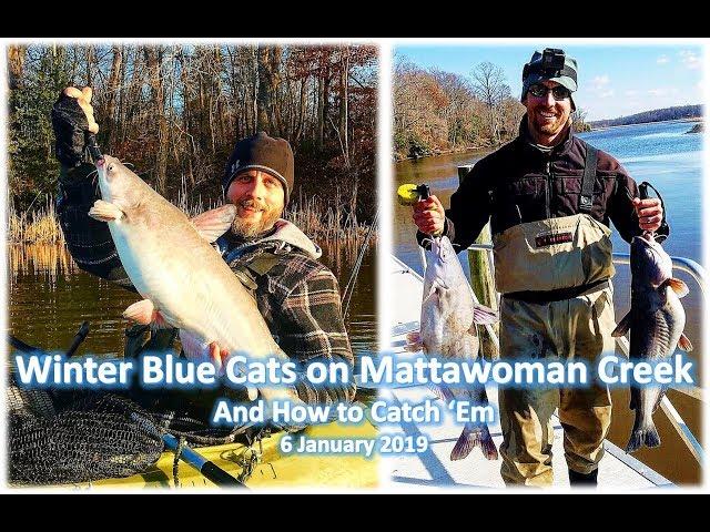 WINTER BLUE CATFISH: HOW to CATCH 'EM; Mattawoman Creek, 6 January 2019