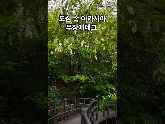 도심 속 아카시아 무장애데크 #shorts #안산자락길 #아카시아 #힐링여행 #무장애데크 #산책 #seoul #korea