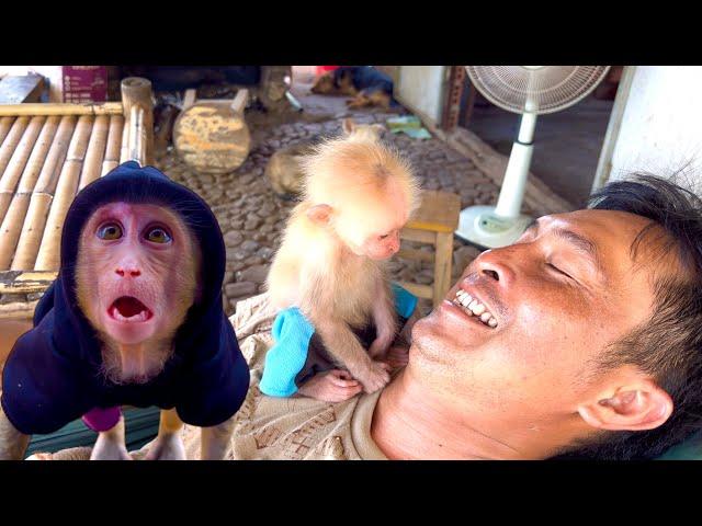 Monkey BiBi and his younger brother stick together with Sơn, building a new life together.