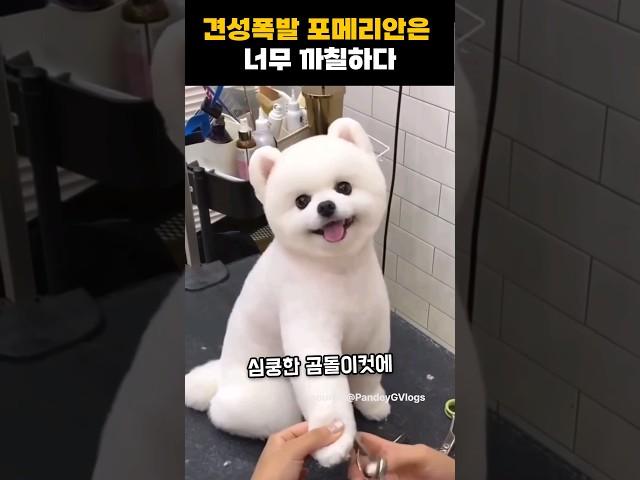 투머치 앙칼진 포메리안 성격 #포메라니안 #웃긴강아지 #웃긴짤