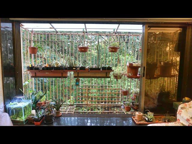 Big Change in our balcony garden | Tomato Trellis | Tomato Harvests 2020