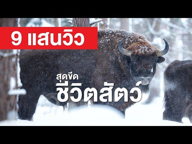 สารคดี สำรวจโลก ตอน สุดขีดชีวิตสัตว์