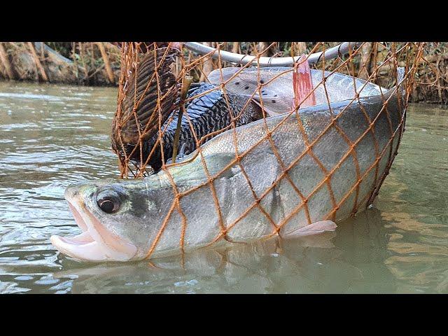 Unique Underwater Fishing | Best Fish Catching | Best Fishing Video