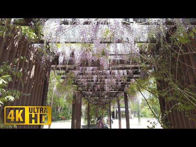 [4K]Wisteria trellis in Tsukisamu Park 2023 | Toyohira Ward Sapporo Hokkaido Japan[Binaural ASMR]