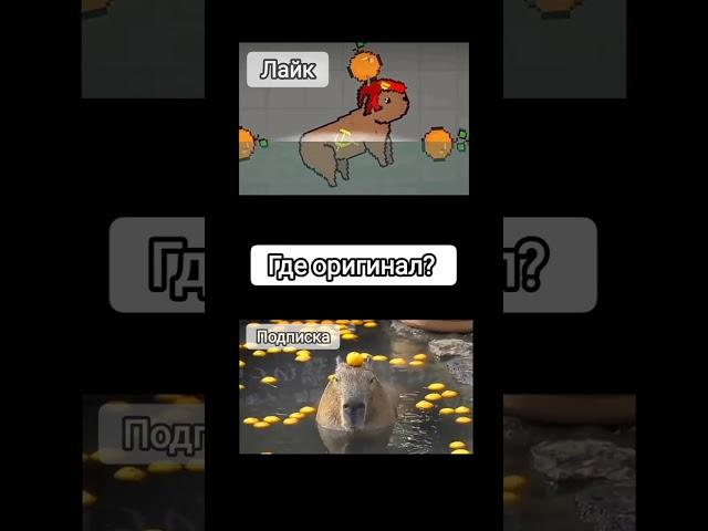 capybara #capybara #aktiv #melonplayground #youtube #а4 #абоба #мем #абобус
