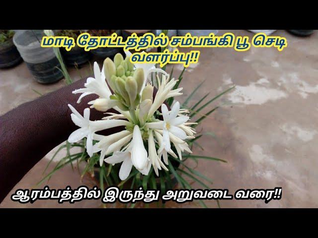 Sampangi Vallarpu | Begging to Harvest | Step By Step | Complete Guide