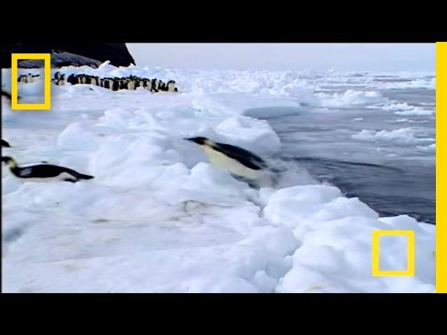 Penguin vs. Leopard Seal | National Geographic