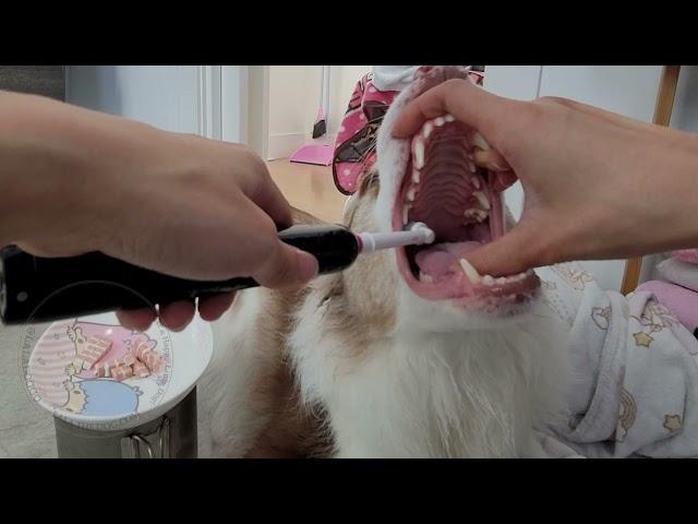 How to Brush Dog Teeth with an Electric Toothbrush - Oral-B Edition