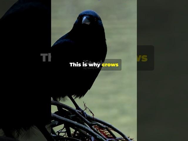 Know crow #smilingskullquotes #motivation #facts #quotes #shorts #vibration #ytshorts #crow