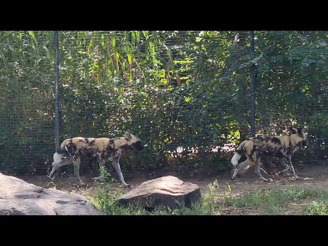 A group of African hunting dogs