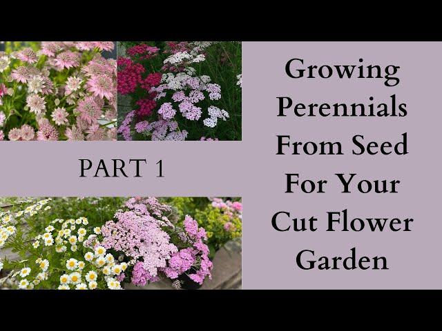 Growing Perennials From Seed For Your Cut Flower Garden