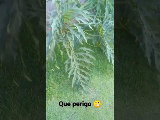 perigo